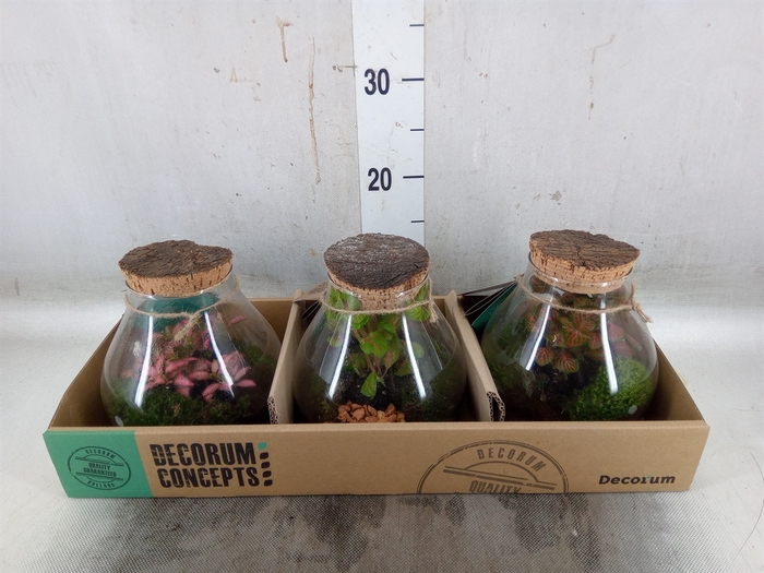 <h4>Arr.   Kamerplant Groen H%</h4>