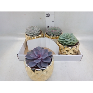 Echeveria   ...mix