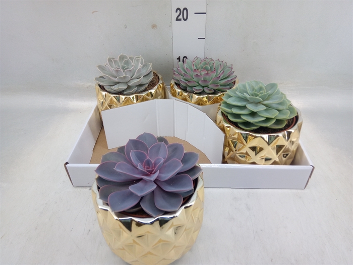 <h4>Echeveria   ...mix</h4>