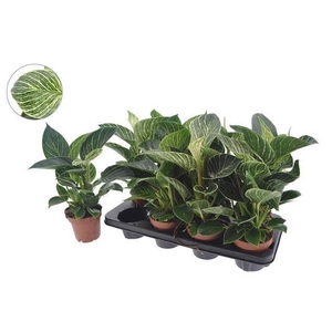 Philodendron   ...
