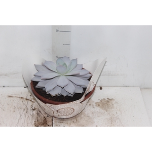 ECHEVERIA CALY ARGENTEA C21