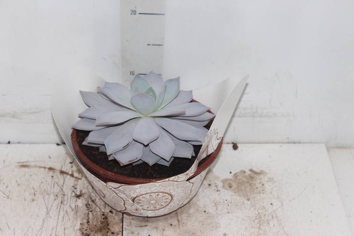 ECHEVERIA CALY ARGENTEA C21