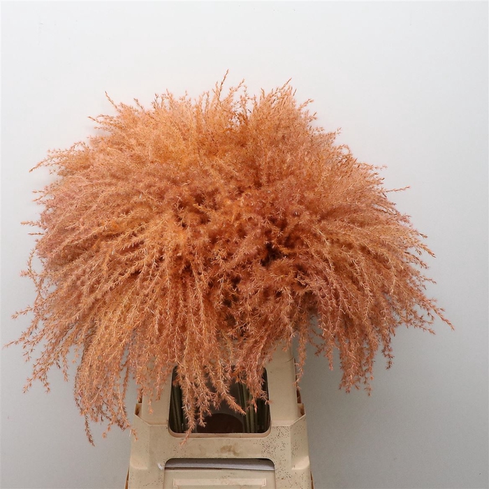 <h4>Dried Stipa Feather Salmon</h4>