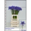 Agapanthus Overig