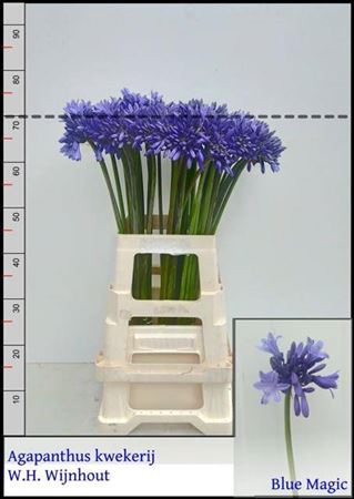 Agapanthus Overig