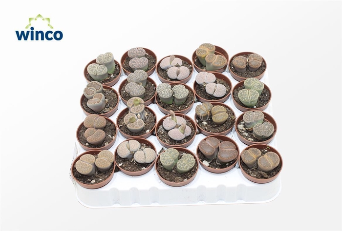 Lithops (duo)