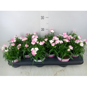 Dianthus  'Sprint Pink and Proud'