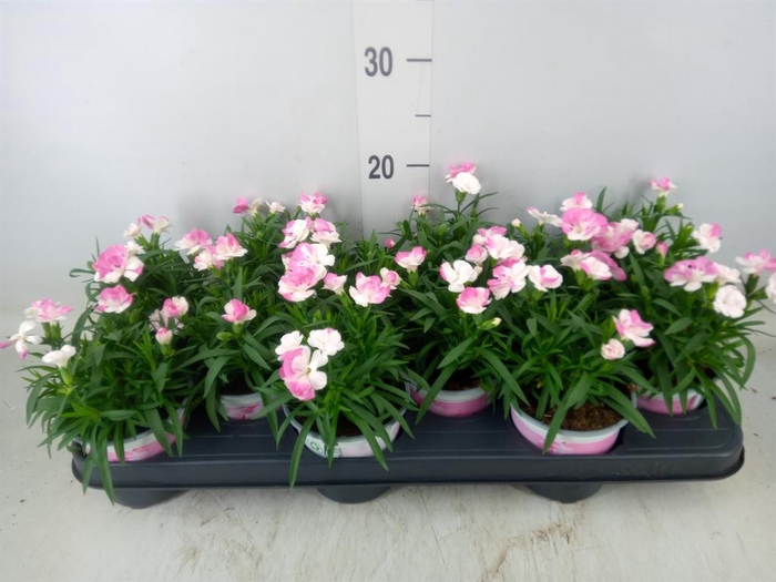 <h4>Dianthus  'Sprint Pink and Proud'</h4>