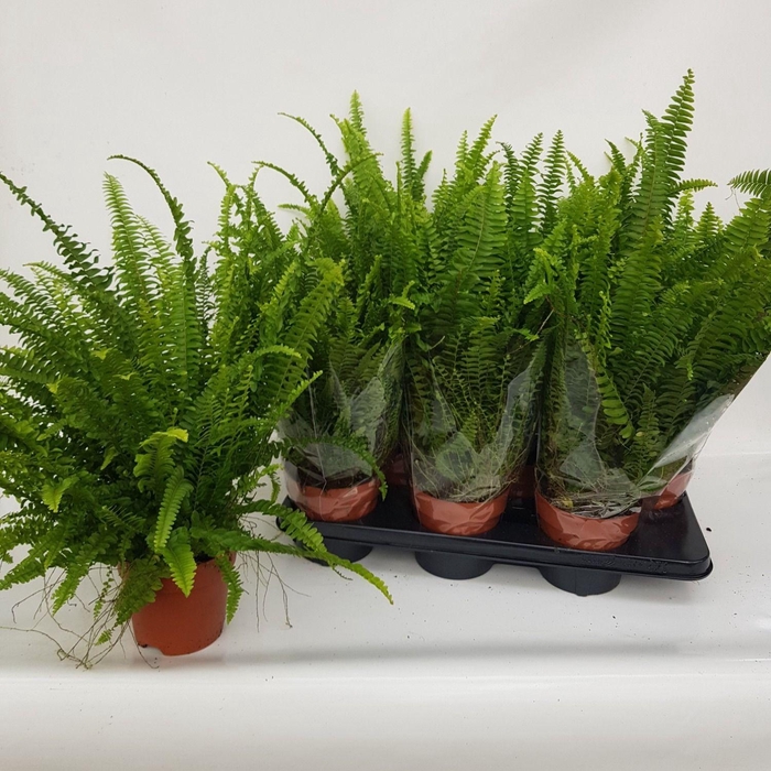 <h4>NEPHR EX GREEN LADY</h4>