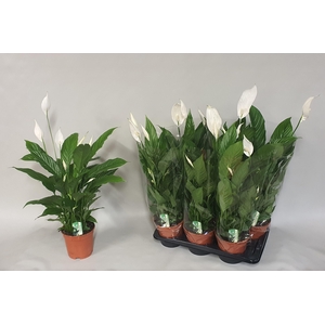 Spathiphyllum Verdi 17Ø 80cm 5fl