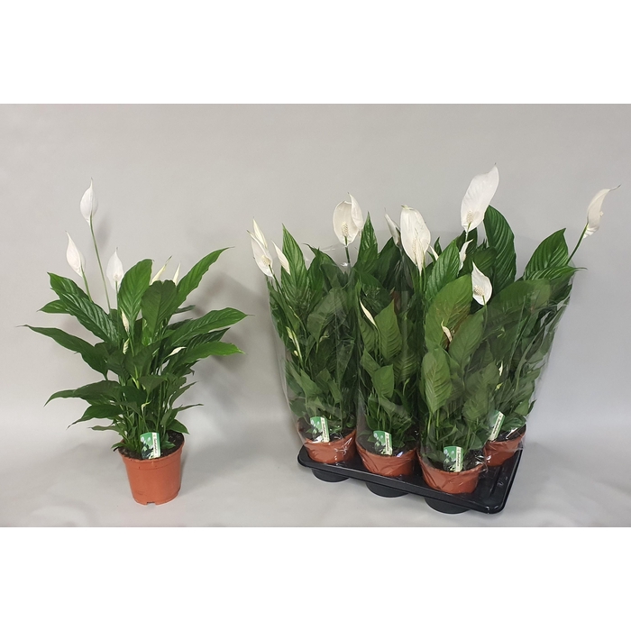 <h4>Spathiphyllum Verdi 17Ø 80cm 5fl</h4>