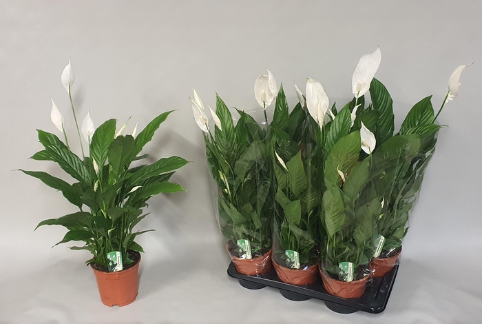 Spathiphyllum Verdi 17Ø 80cm 5fl