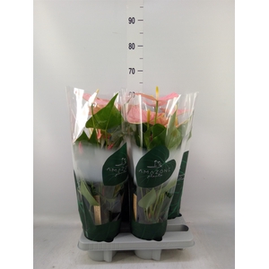 Anthurium andr. 'Colorado'