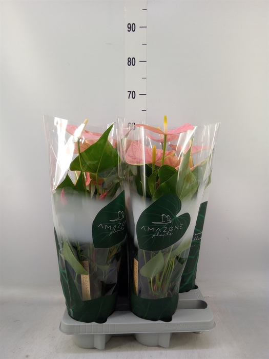 <h4>Anthurium andr. 'Colorado'</h4>