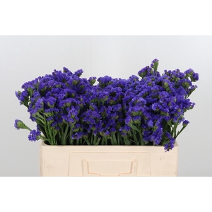 Statice Crystal Dark Blue