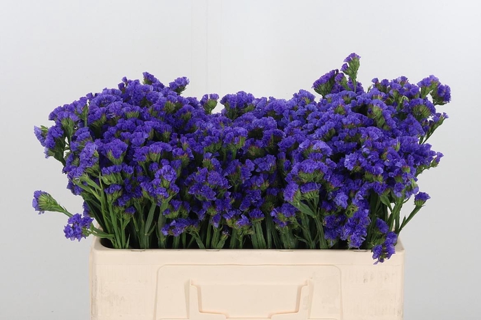 <h4>Statice Crystal Dark Blue</h4>