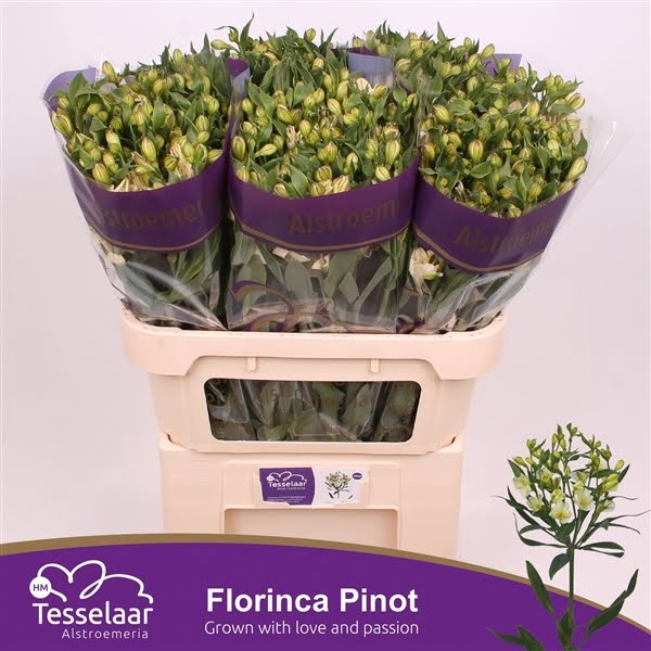 <h4>Alstr Florinca Pinot Super Young</h4>