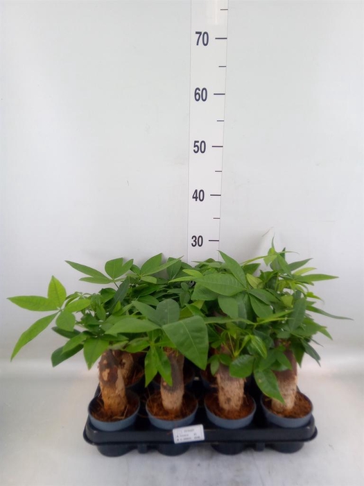 <h4>Pachira aquatica</h4>