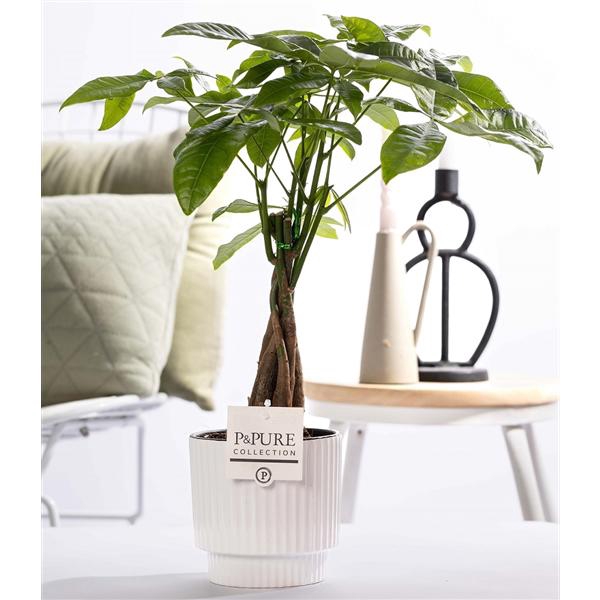 <h4>Pachira Aquatica in P&PURE Ivy ceramics shiny white</h4>