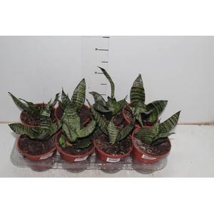 SANSEVIERIA ZEYLANICA P15