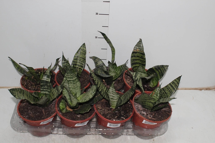SANSEVIERIA ZEYLANICA P15