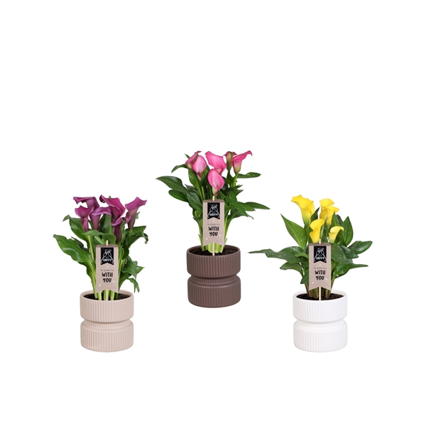 <h4>Zantedeschia gemengd Calla mix in Athene keramiek</h4>