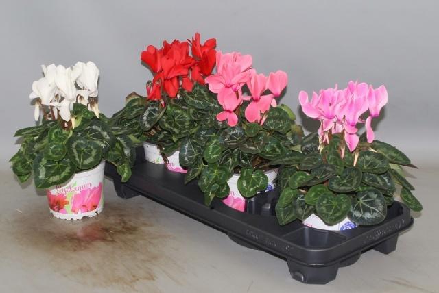 <h4>CYCL GR SUP XL</h4>