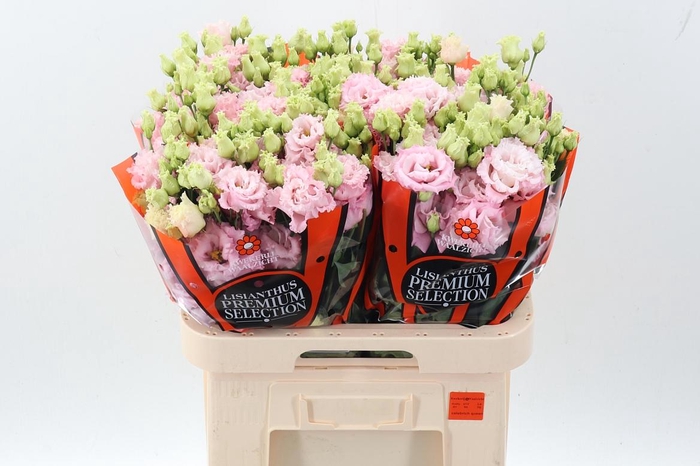 <h4>Eus G Celeb Queen</h4>