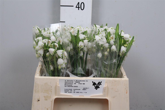 <h4>Leucojum Aestivum</h4>