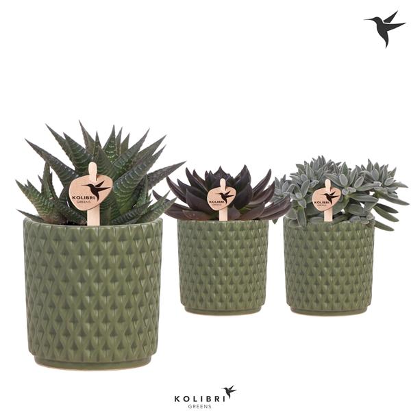 <h4>Kolibri Greens Succulenten mix in Diamond pot green</h4>