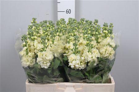 <h4>Matth Mathild Yellow</h4>