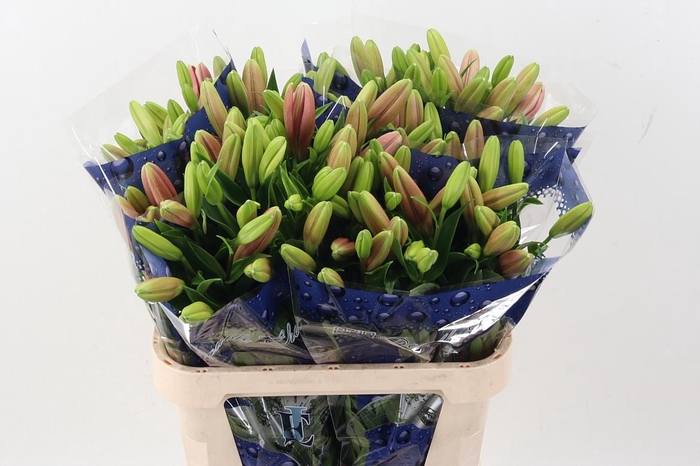 <h4>Li La Brindisi</h4>