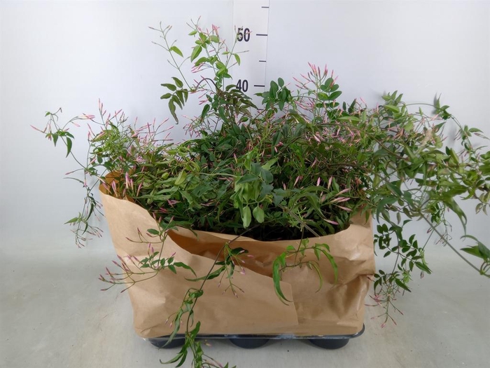 <h4>Jasminum ...</h4>