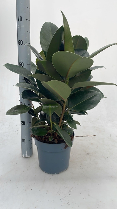 <h4>FIC EL ROBUSTA</h4>