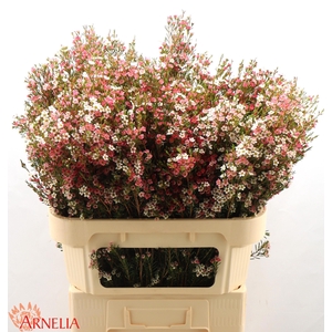 CHAME UN MY SWEET 16