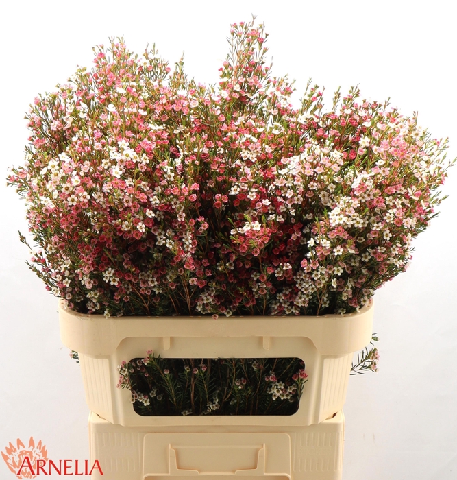 <h4>CHAME UN MY SWEET 16</h4>