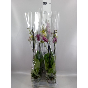 Phalaenopsis  'Wildcat'
