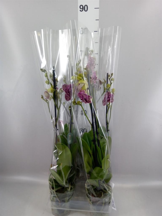 <h4>Phalaenopsis  'Wildcat'</h4>