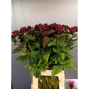 Monarda Loes