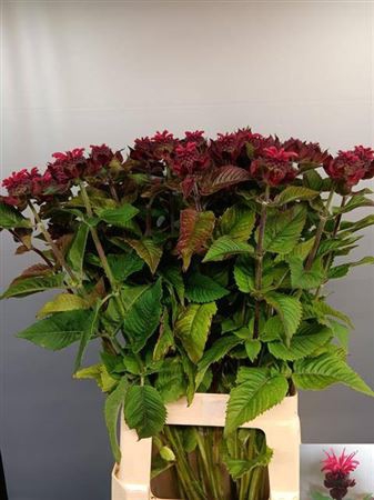 <h4>Monarda Loes</h4>