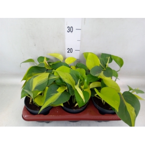 Epipremnum pinn.   ...mix in pot