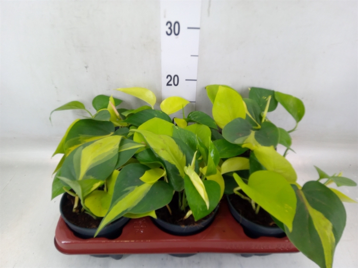 <h4>Epipremnum pinn.   ...mix in pot</h4>