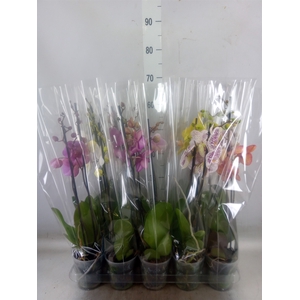 Phalaenopsis   ...mix  5