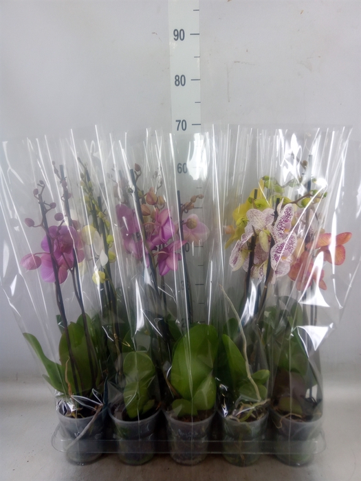 <h4>Phalaenopsis   ...mix  5</h4>