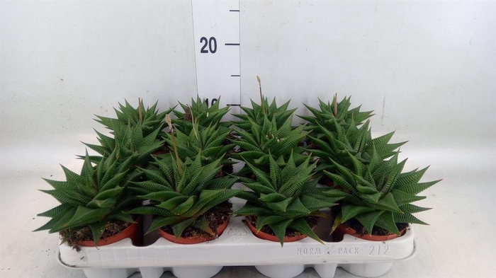 <h4>Haworthia limifolia</h4>