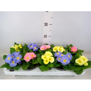 Primula ac. 'Candy'   ...mix