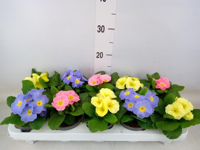 <h4>Primula ac. 'Candy'   ...mix</h4>