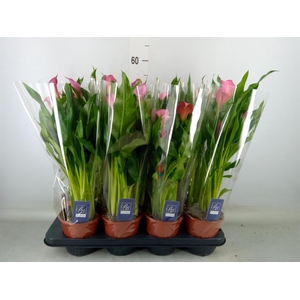 Zantedeschia  'Zazu'