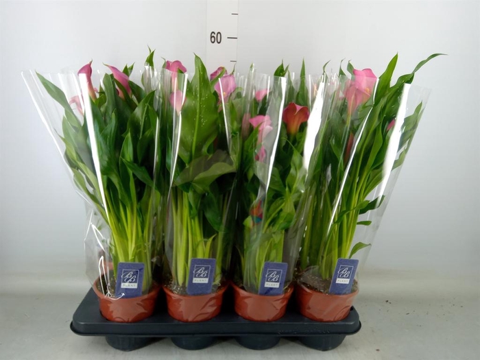 <h4>Zantedeschia  'Zazu'</h4>