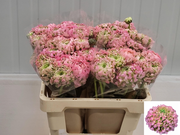 <h4>RAN PON PON ALICE</h4>